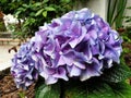 Blue flower Hydrangea or Ortensia Royalty Free Stock Photo