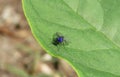 Blue fly on leaf in the garden, macro Royalty Free Stock Photo