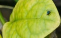 A Blue Fly on a Wide Yellow Leaf