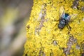 Blue fly on yellow moss Royalty Free Stock Photo