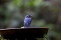 Blue Flycatcher