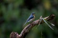 Blue Flycatcher