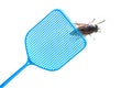 Blue flyswatter is hunting a dark giant horsefly, isolated on a Royalty Free Stock Photo