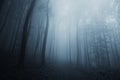 Blue fog in dark mysterious forest on Halloween