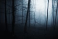 Blue fog in scary dark forest