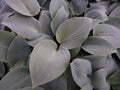 Hosta sieboldiana var. elegans Royalty Free Stock Photo