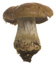 Blue-foot webcap, Cortinarius glaucopus