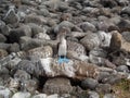 Blue footed Boobie Royalty Free Stock Photo