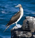 Blue Footed Boobie - Galapagos Islands Royalty Free Stock Photo