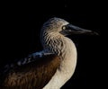 Profile of Blue Footed Boobie Royalty Free Stock Photo