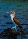 Blue Footed Boobie on rock, Royalty Free Stock Photo