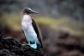 Blue footed boobie Royalty Free Stock Photo