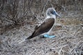 Blue Footed Boobie (Sula nebouxi) Royalty Free Stock Photo