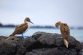 Blue footed boobies