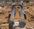 Blue-footed boobies