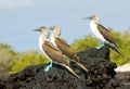 Blue-footed boobies