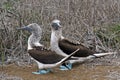 Blue-footed boobies