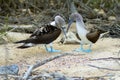 Blue-footed Boobies 832253