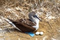 Blue footed boobies Sula nebouxii on Isla de la Plata, off the coast of Puerto Lopez, Ecuador Royalty Free Stock Photo