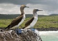 Blue-footed booby 1