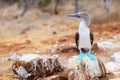 Blue footed booby Royalty Free Stock Photo