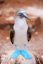 Blue footed booby Royalty Free Stock Photo