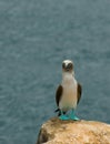Blue-footed booby Royalty Free Stock Photo