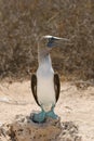 Blue-footed booby Royalty Free Stock Photo