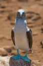 Blue-footed booby Royalty Free Stock Photo