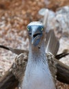 Blue-footed booby Royalty Free Stock Photo