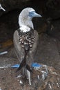 Blue-footed Booby