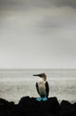 Blue Footed Booby