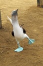 Blue-footed booby Royalty Free Stock Photo