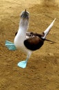 Blue-footed booby