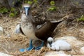 Blue footed booby with baby