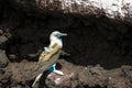 Blue Footed Booby Royalty Free Stock Photo