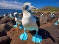 Blue footed booby