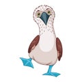 Blue footed booby vector cartoon illustration Royalty Free Stock Photo