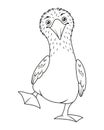 Blue footed booby coloring page, outline cartoon illustration