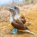 Blue Footed Booby Couple, Galapagos Royalty Free Stock Photo