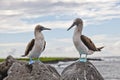 Blue-footed booby Royalty Free Stock Photo