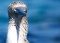 Blue Footed Booby Cross-eyed Royalty Free Stock Photo