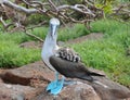 Blue Footed Booby, Cross-Eyed Royalty Free Stock Photo
