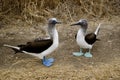 Couple of blue-footed booby in Silver Island, Ecuador Royalty Free Stock Photo