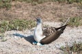 Blue footed booby with egg, North Seymour, Galapagos Islands, Ecuador Royalty Free Stock Photo