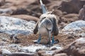 Blue footed booby with egg, North Seymour, Galapagos Islands, Ecuador. Royalty Free Stock Photo