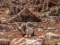 Blue Footed Booby and Eggs Royalty Free Stock Photo