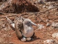 Blue Footed Booby and Eggs Royalty Free Stock Photo