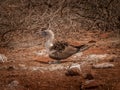 Blue Footed Booby and Eggs Royalty Free Stock Photo