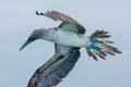 Blue-footed booby in flight, Galapagos islands Royalty Free Stock Photo